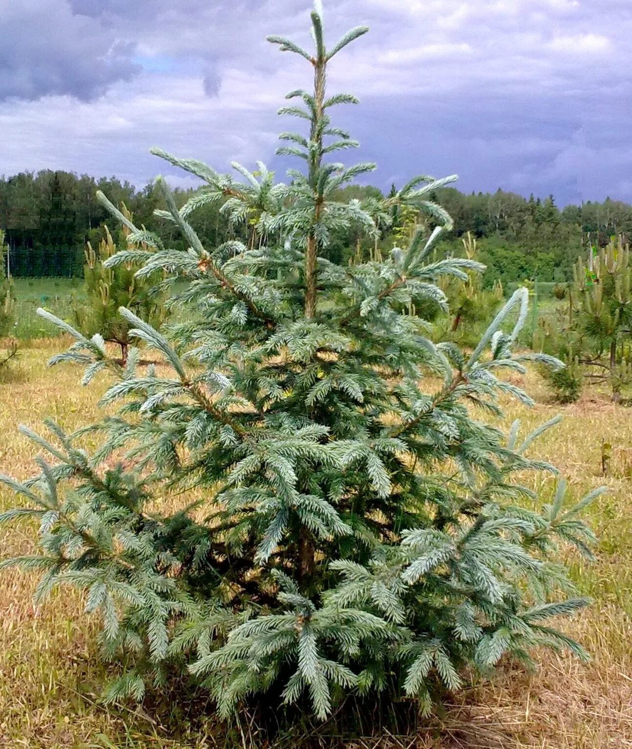 Многообразие ели. Ель Сибирская Глаука. Ель Сибирская (Picea obovata l. ). Picea obovata glauca. Ель Сибирская сорт Глаука.