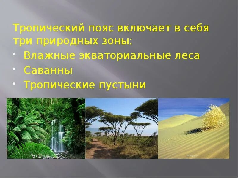 Тропический пояс 6 класс география. Тропический пояс. Жизнь в тропическом поясе. Растения тропического пояса. Сообщение о жизнь в тропическом поясе.