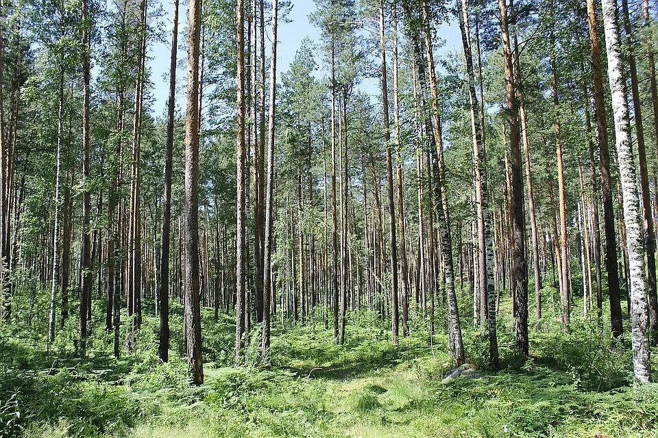 Использование защитных лесов