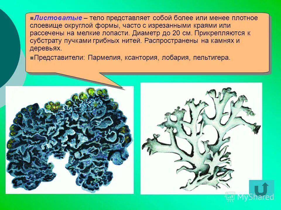 Слоевищем называются