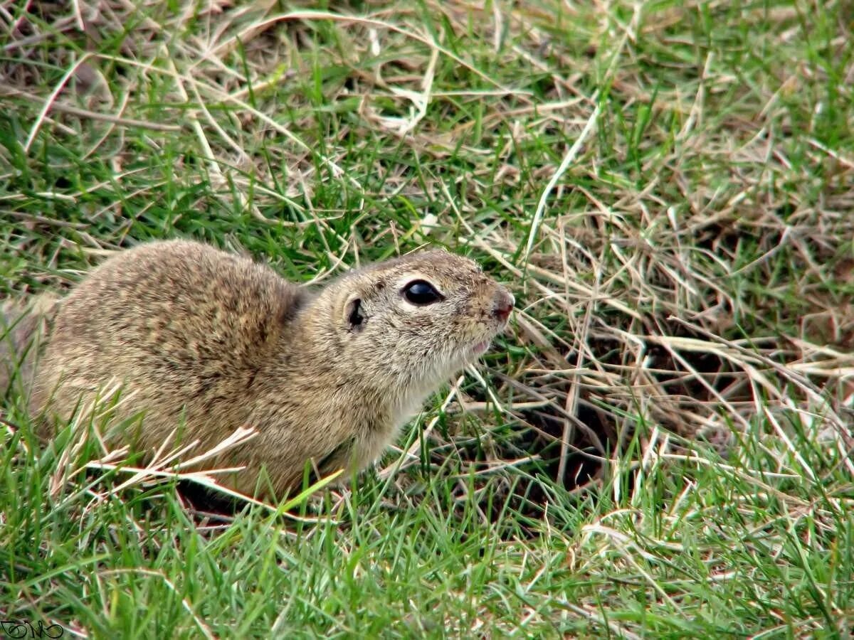 Животные обитающие в степи. Европейский суслик (spermophilus citellus). степные звери. степные грызуны. животные чувашии.