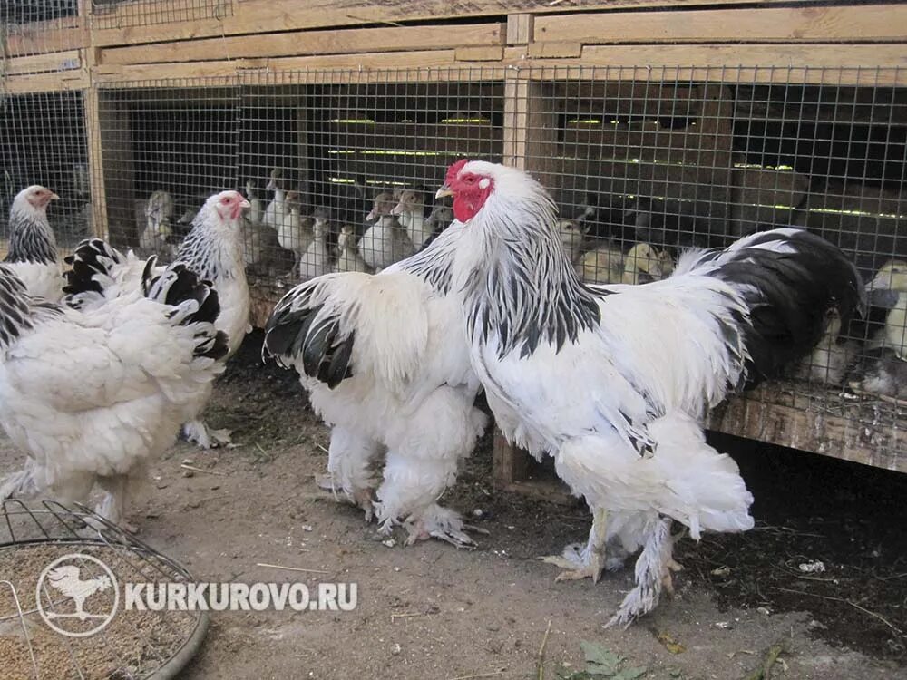 Купить кур в тамбовской. Брама хохлатая. Брама светлая. Куры Доминант Брама. Куры породы Брама Лаванда.