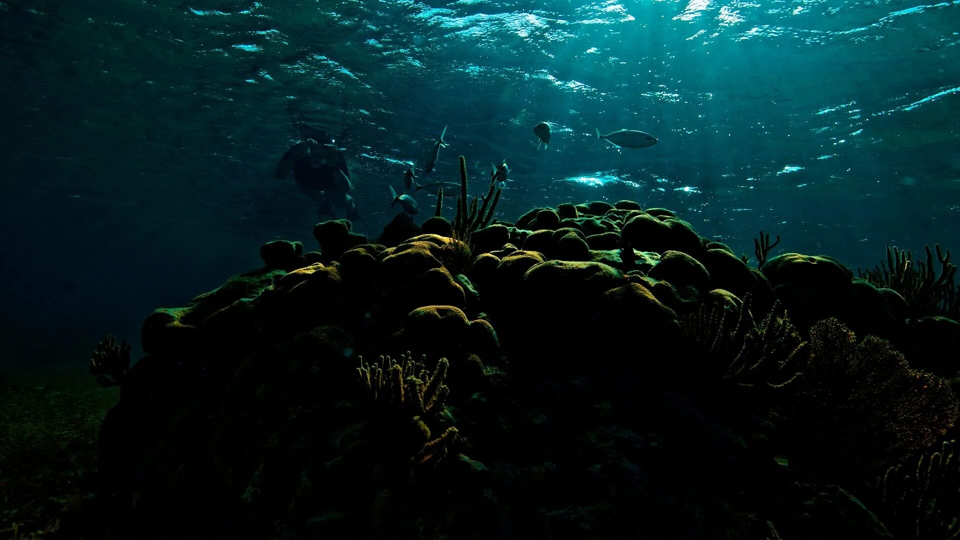 Подводный мир Марианской впадины. Морское дно. Дно океана. Океаны. Глубина.