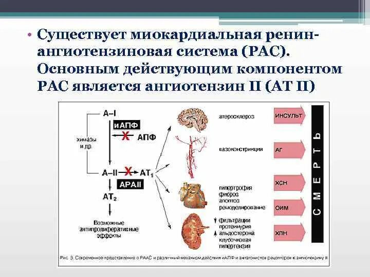 Сас в медицине. Ренин-ангиотензиновая система (рас). Рас схема ренин ангиотензин. Миокардиальной ренин-ангиотензиновой системы (рас). Рас система ренин.