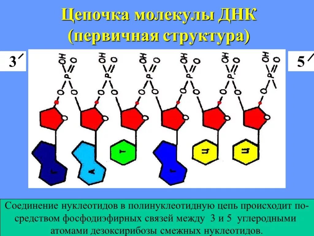 Полинуклеотидная цепь связи. Первичная структура ДНК полинуклеотидная цепь. Соединение нуклеотидов в полинуклеотидную цепь. Нуклеотиды соединяются в полинуклеотидную цепочку связями. В полинуклеотидной цепи нуклеотиды соединяются:.