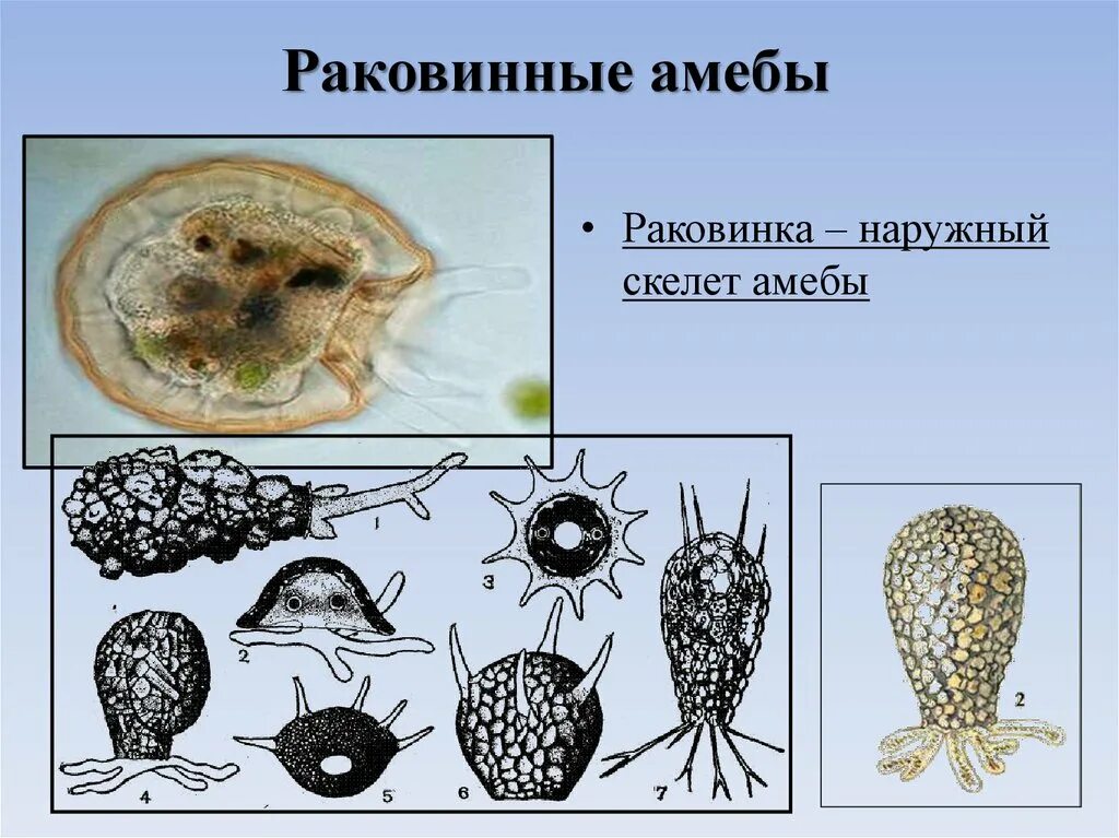 Раковинная амеба Арцелла. Саркодовые представители раковинные амебы. Раковинные корненожки представители. Раковинная амеба диффлюгия строение. Наружный скелет представители