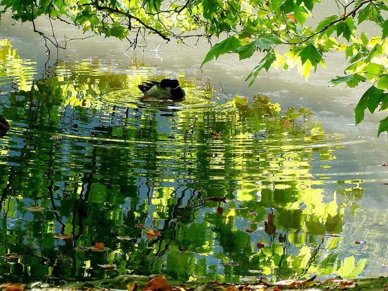 Май на пруду. Отражение леса в воде. Пейзаж с отражением в воде. Пруд с отражением в воде. Отражение в пруду.