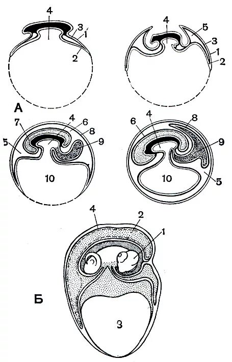 Амниотическое яйцо пресмыкающихся. Эмбриональное развитие зародышевые оболочки. Зародышевые оболочки амниот. Схема развития зародышевых оболочек. Развитие зародышевых оболочек у рептилий.