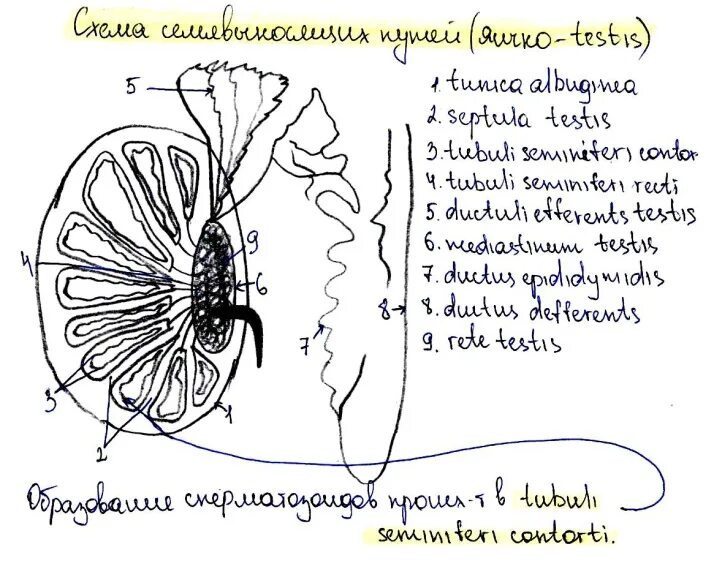 Иннервация семенного канатика. Кровоснабжение яичко и семенной канатик. Иннервация яичка и придатка. Семенной канатик его составные части.