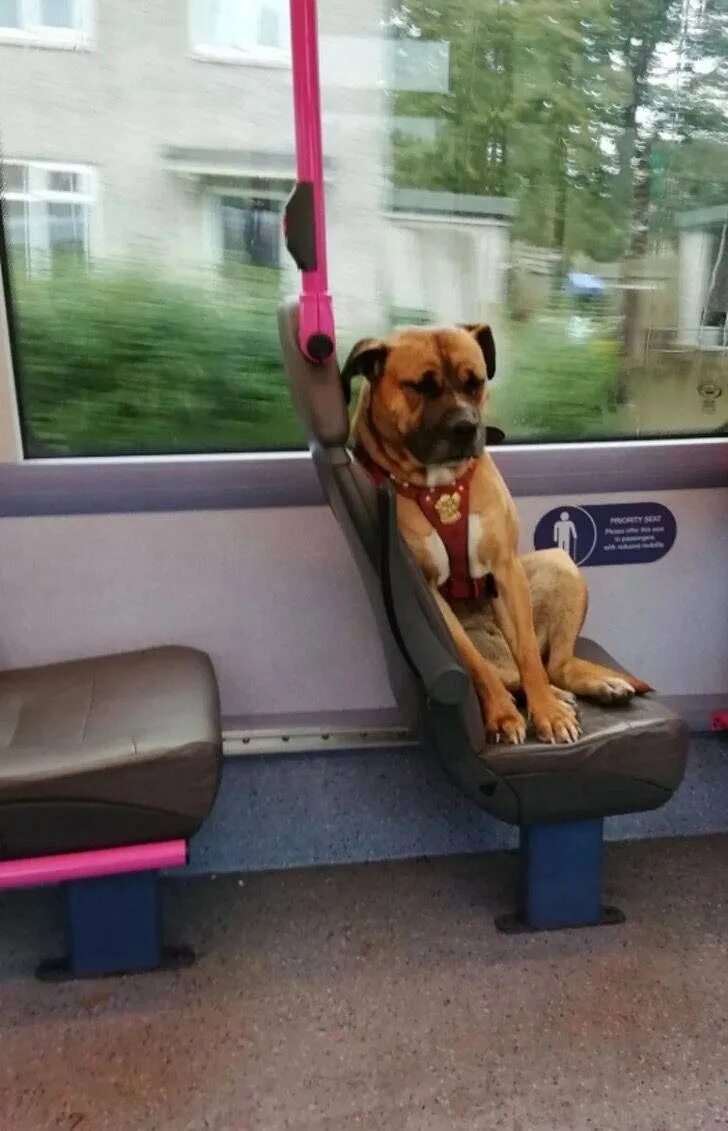 Собака в общественном транспорте. Собака в маршрутке. Пес в автобусе. Собака в трамвае. Можно перевозить собаку в автобусе