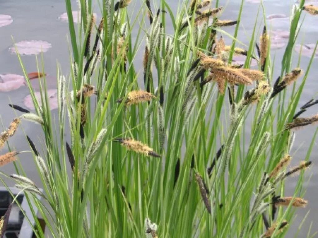 Осока береговая. Осока болотная. Осока береговая carex riparia. Осока кривоносая. Степная осока.