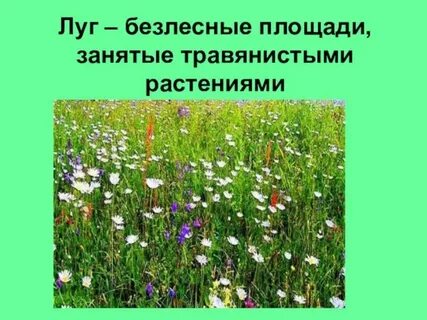 Жизнь луга растения