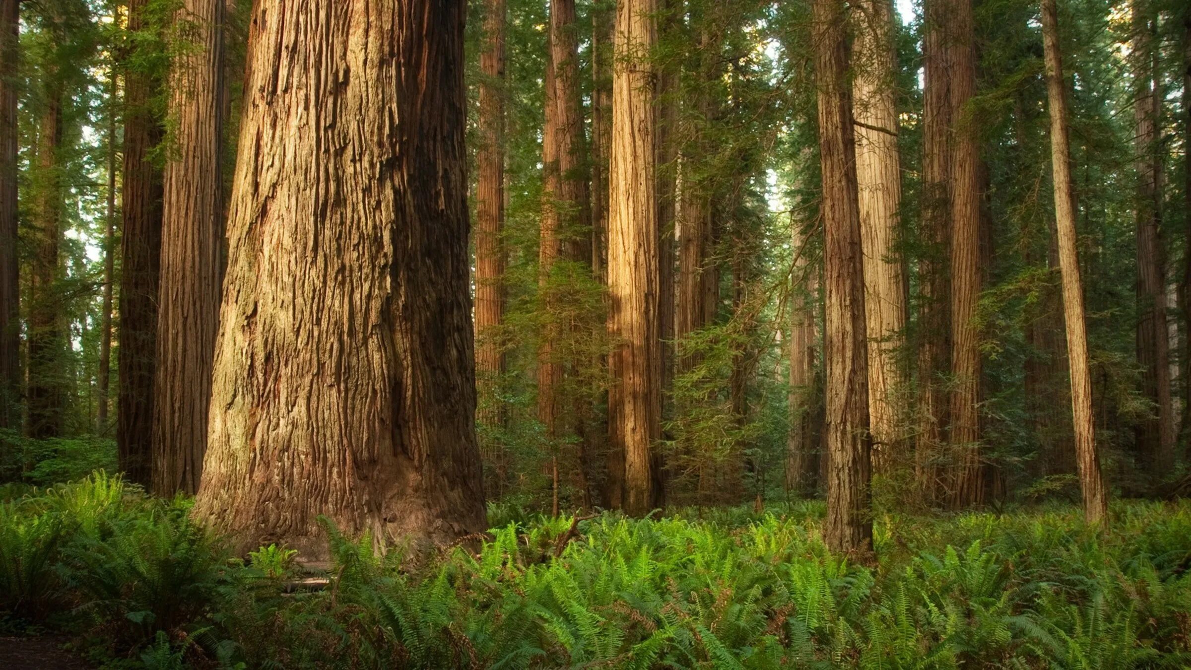 Лес был весь открыт. Лес был весь открыт. Лесная экологическая тропа карелия. Лес был весь открыт. Сосновый бор дорога в сосновом бору.