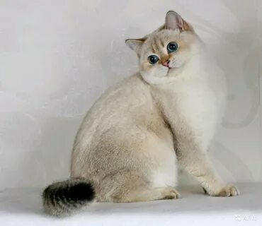 Серебристо золотая шиншилла