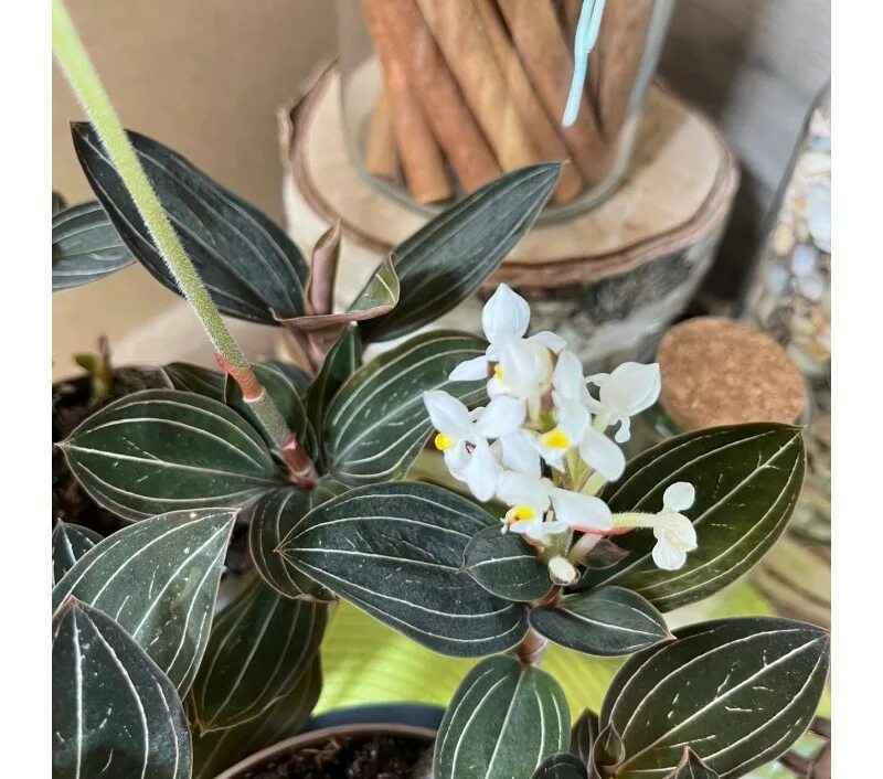 Ludisia discolor Jewel orchid, Orchid plants, Orchids