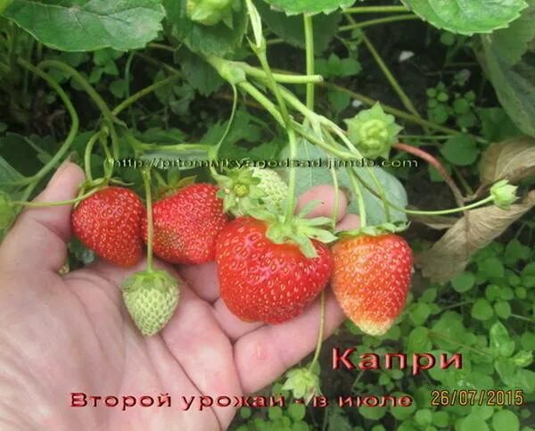 Сорт клубники "Капри": описание и фото ягод