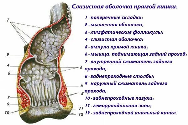 Мышца поднимающая задний проход. Строение прямой кишки и заднего прохода. анатомическое строение прямой кишки. строение прямой кишки и заднего прохода у женщин. строение стенки прямой кишки анатомия.