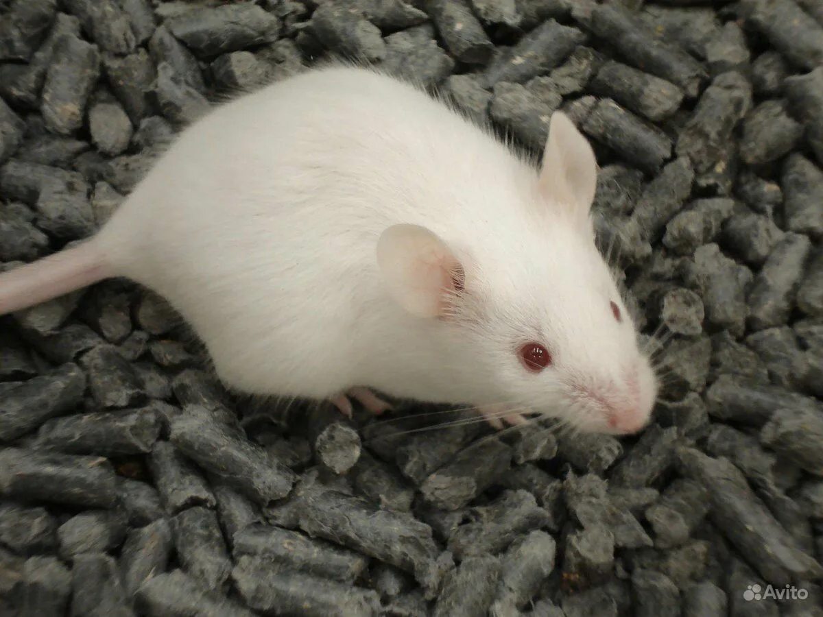 Лучшая белая мышка. Белая декоративная крыса. Декоративная крыса альбинос. Декоративная крыса дамбо. Лучшая белая мышка.
