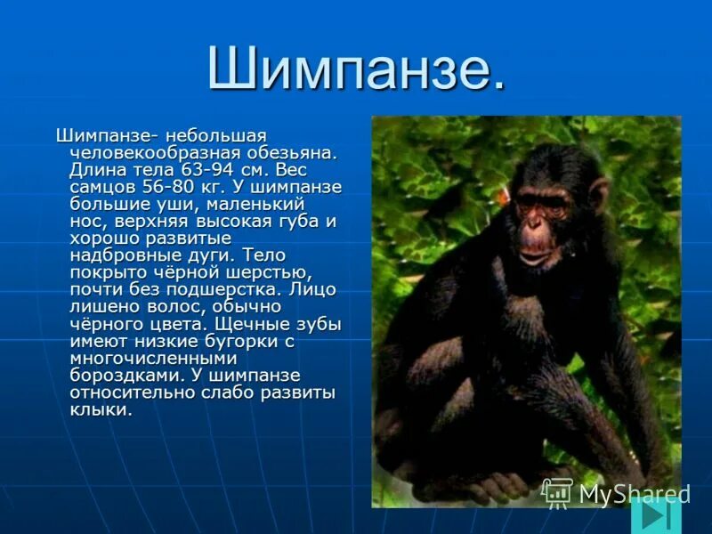 Краткий пересказ обезьяна. Описание обезьяны. Обезьяна для презентации. Доклад про обезьян. Шимпанзе презентация.