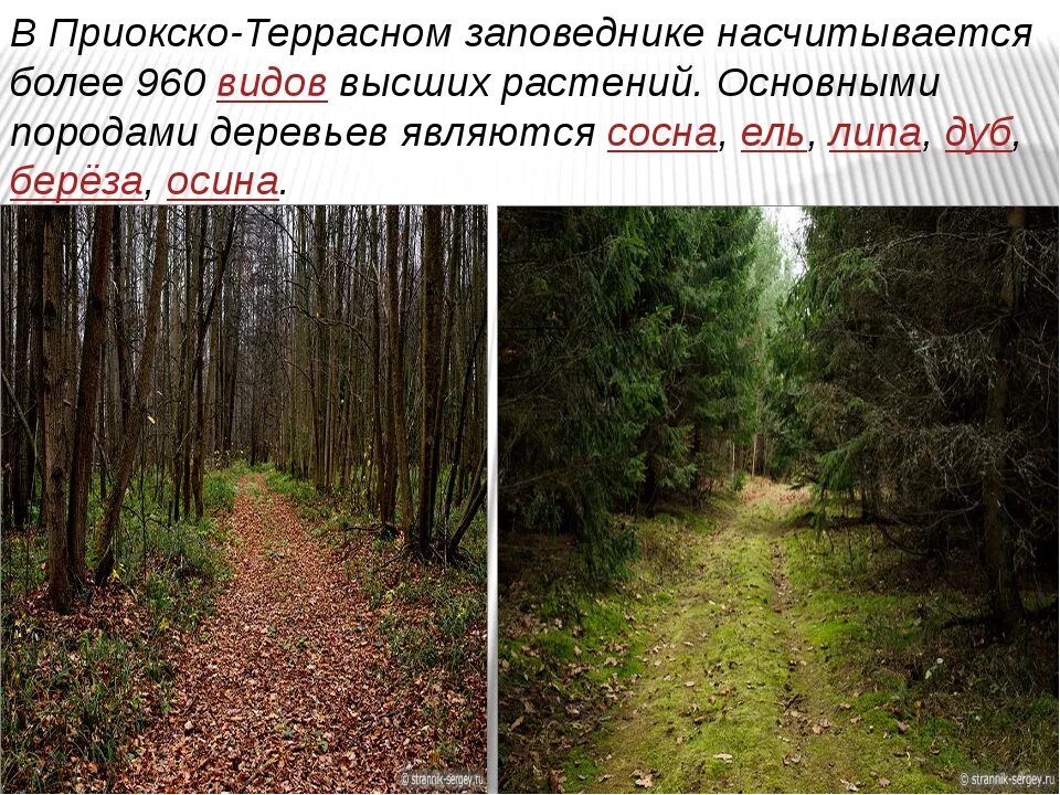 Проект приокско террасный заповедник 4 класс Презентация Охрана природы. Заповедники скачать бесплатно pptx