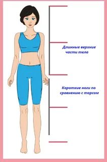 Длина ног длина туловища