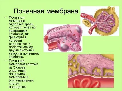 Диафрагма почки