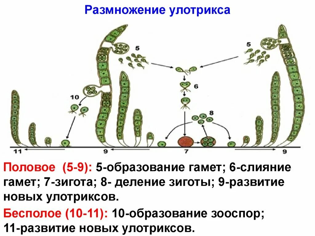 Какое поколение у водорослей. Размножение водоросли улотрикса. Бесполое размножение улотрикса. Размножение водорослей улотрикс. Улотрикс размножение схема.