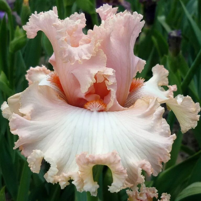 ирис latin hideaway. ирис жена пети. ирис rimfire. ирис don't touch. ирис жена пети.