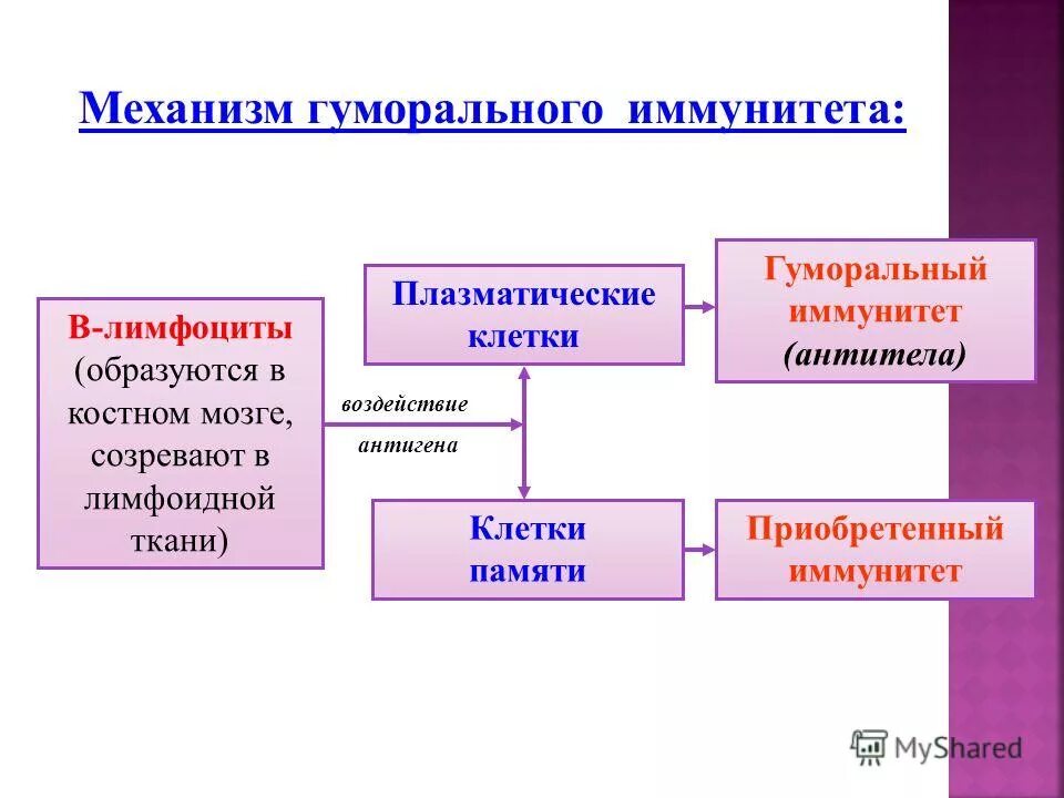 механизм клеточного и гуморального иммунитета. механизм образования гуморального иммунитета схема. классификация иммунитета клеточный гуморальный. охарактеризуйте механизмы иммунного ответа клеточный и гуморальный. типы иммунитета клеточный и гуморальный.