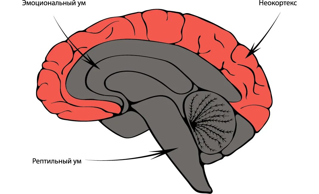 Рептильный лимбический неокортекс. Мозг неокортекс. 3 Части мозга рептильный лимбический и неокортекс. Строение мозга неокортекс. Рептильный мозг неокортекс