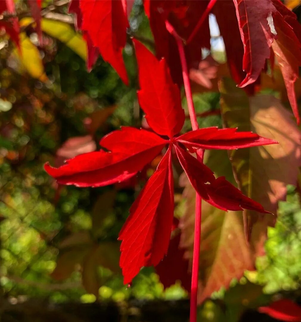 Листья краснеют по краям. Красный лист Эвелин. Дерево с красными листьями. Цветок с красными листьями. Кустарник с красными листьями.