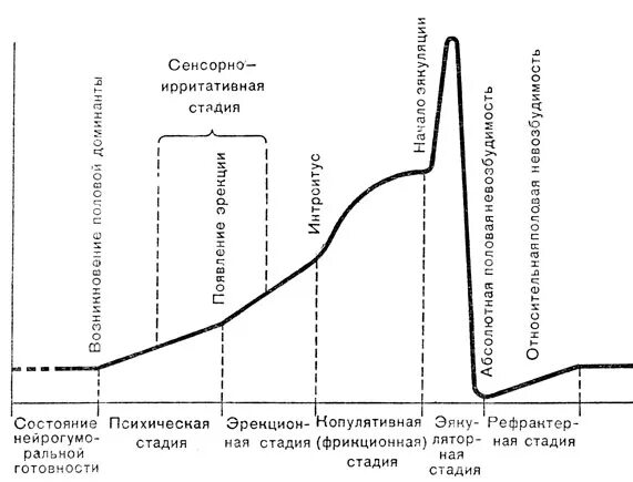 Почему быстро половой акт. Васильченко стадии копулятивного цикла. Фазы полового цикла мужчины и женщины. Фазы копулятивного цикла. Стадии копулятивного цикла женщины.