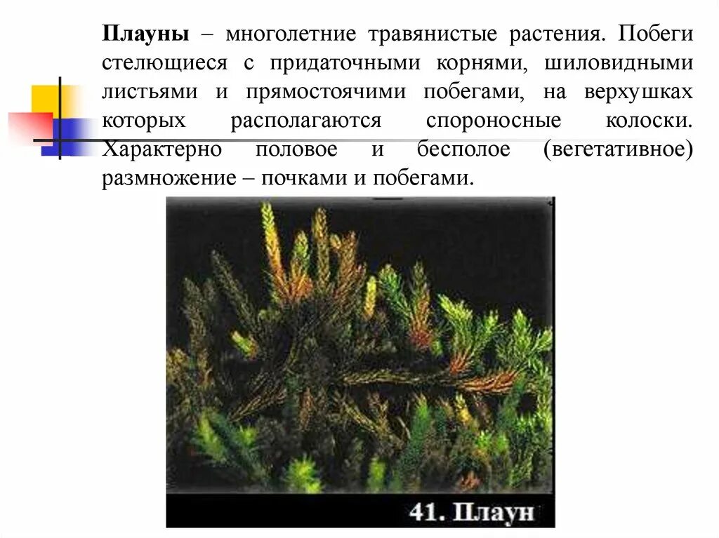 Плауны хвощи папоротники 5 класс биология. Плауны особенности строения. Спороносный побег плауна. Плауны характеристика. Биология 5 класс побеги у плаунов.