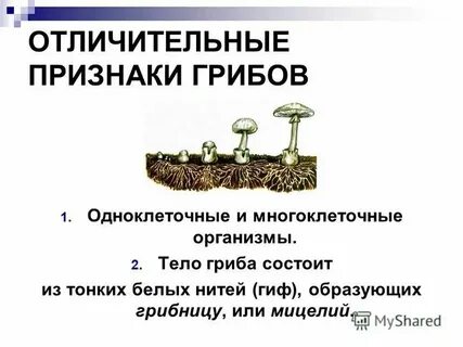 Какие отличительные черты характерны для этой ткани