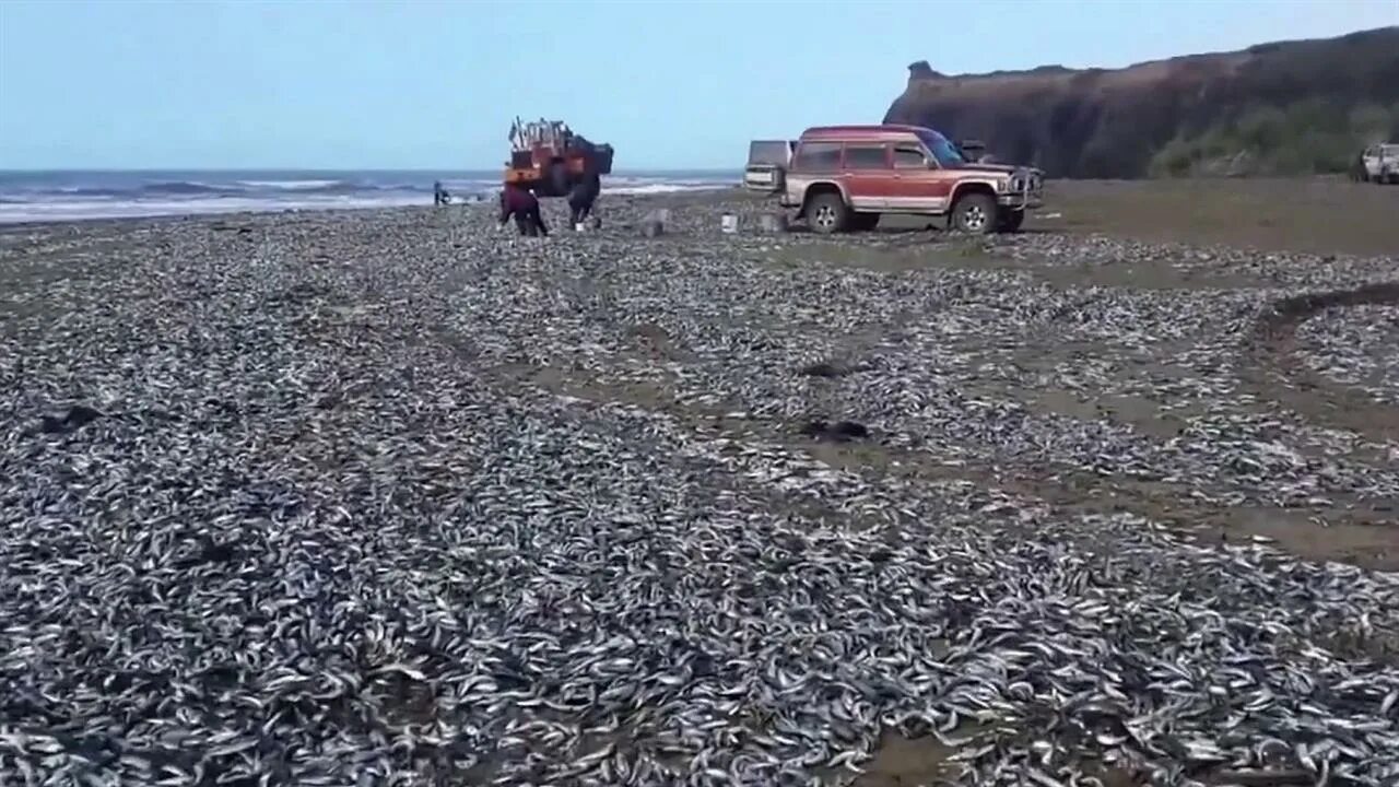 Рыба выбросилась на берег