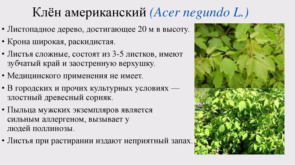 Клен американский ясенелистный краткое описание. Клен ясенелистный лист описание. Клен ясенелистный описание. Клен ясенелистный характеристика.