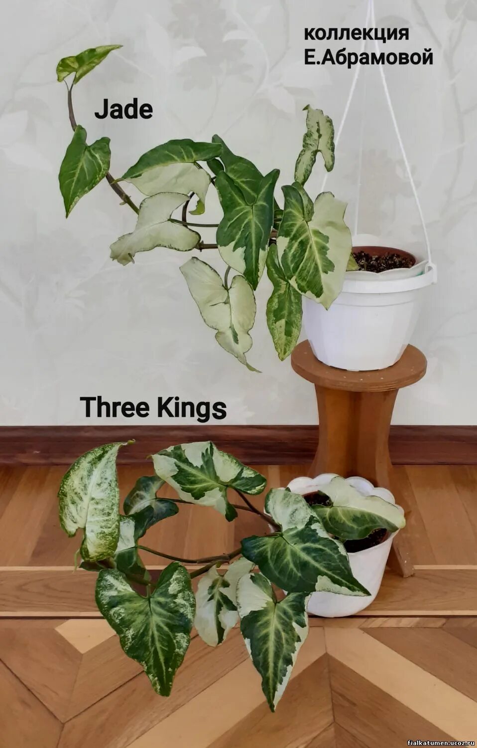 сингониум жаде. сингониум жаде jade. сингониум жаде jade. сингониум сиам жаде. сингониум 3 короля.