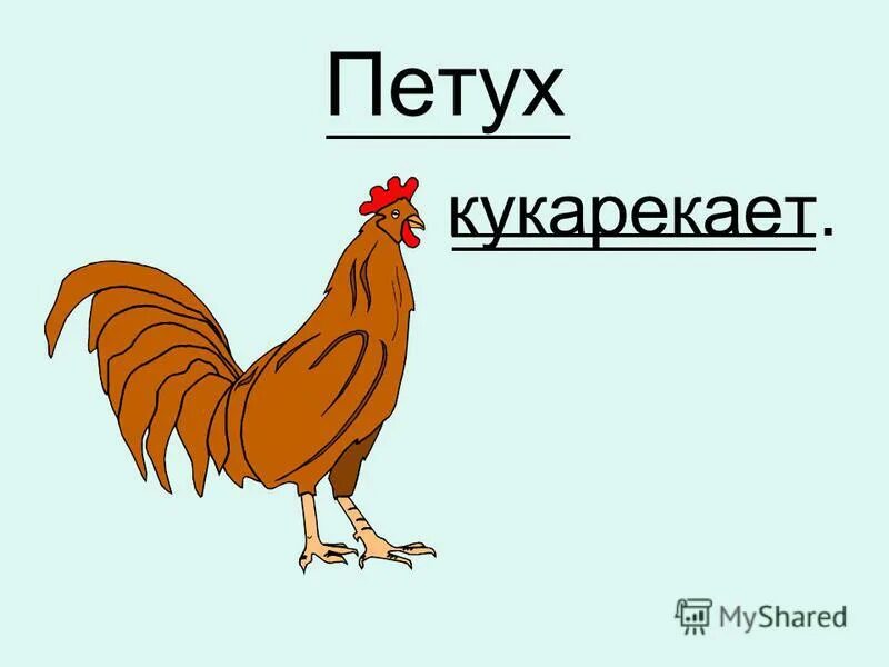 Убирайте петуха. Петух кукарекает. Петух кукарекает гиф. Петушок гиф. Тема петух.