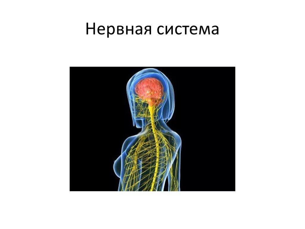 Нервный 7 букв. Нервный человек это какой. Вы нервный человек картинка. Нервные люди цитаты. Нервная система человека.