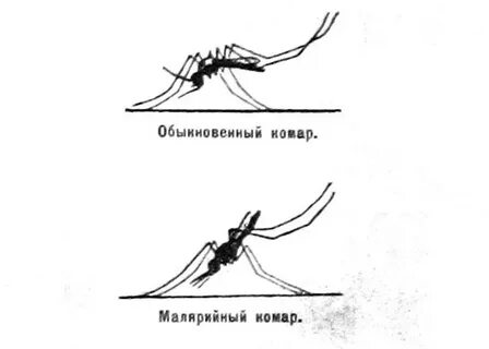 В таблицах даны скорости вороны и комара
