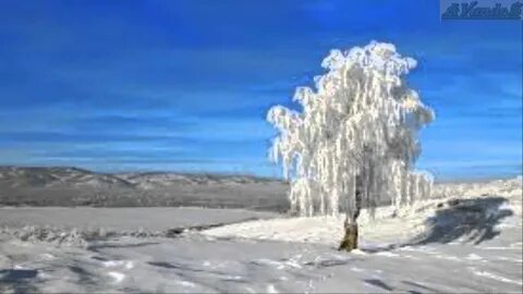 Белая береза под снегом