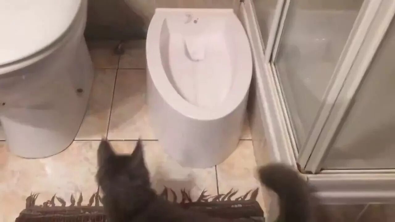 Автоматический кошачий туалет catgenie. Туалет petwc kopfgescheit kg-7010. Кошачий унитаз со сливом. Автоматический лоток для кошек. Кошачий унитаз kopfgescheit kg7010.