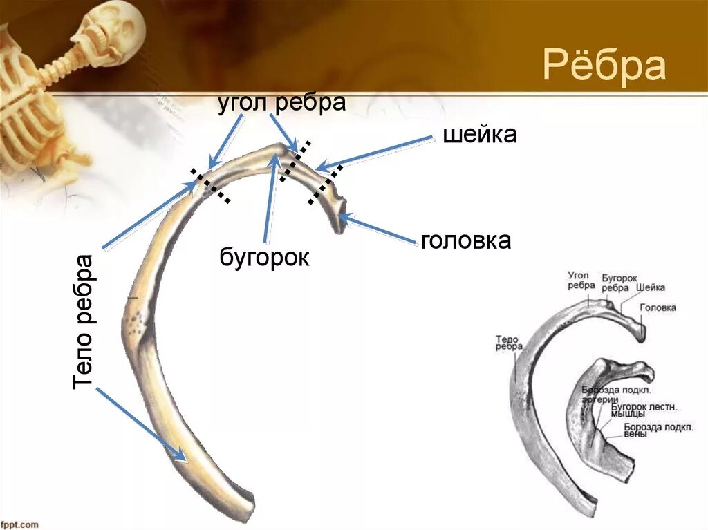 Гребень ребра. Строение ребра анатомия. Ребра анатомия Синельников. Первое ребро анатомия. Строение ребер схема.