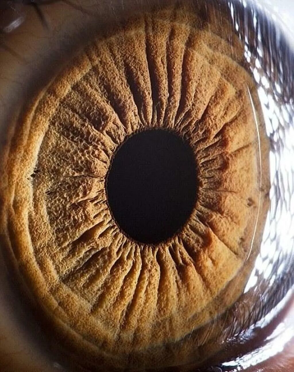 Сурен Манвелян глаза человека. Макросъемка человеческого глаза. Глаз вблизи. Глаз крупным планом. Каряя радужка