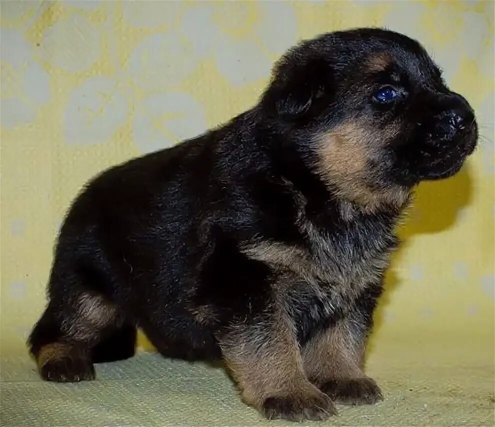 Щенки шоу класса немецкой овчарки 1 месяц. Щенки немецкой сторожевой 5 дневные. Авито овчарки в добрые руки