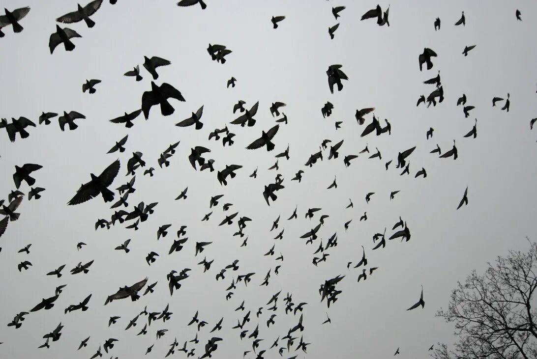 Стая воронов текст. Птицы в небе. Стая птиц. Стая ворон в небе. Вороны стая.