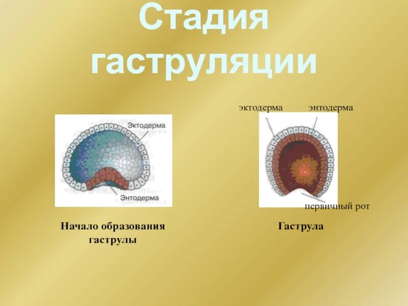 Образование эктодермы и энтодермы. Онтогенез гаструла. образование гаструлы. бластула и гаструла лягушки. гаструла на поздней стадии.