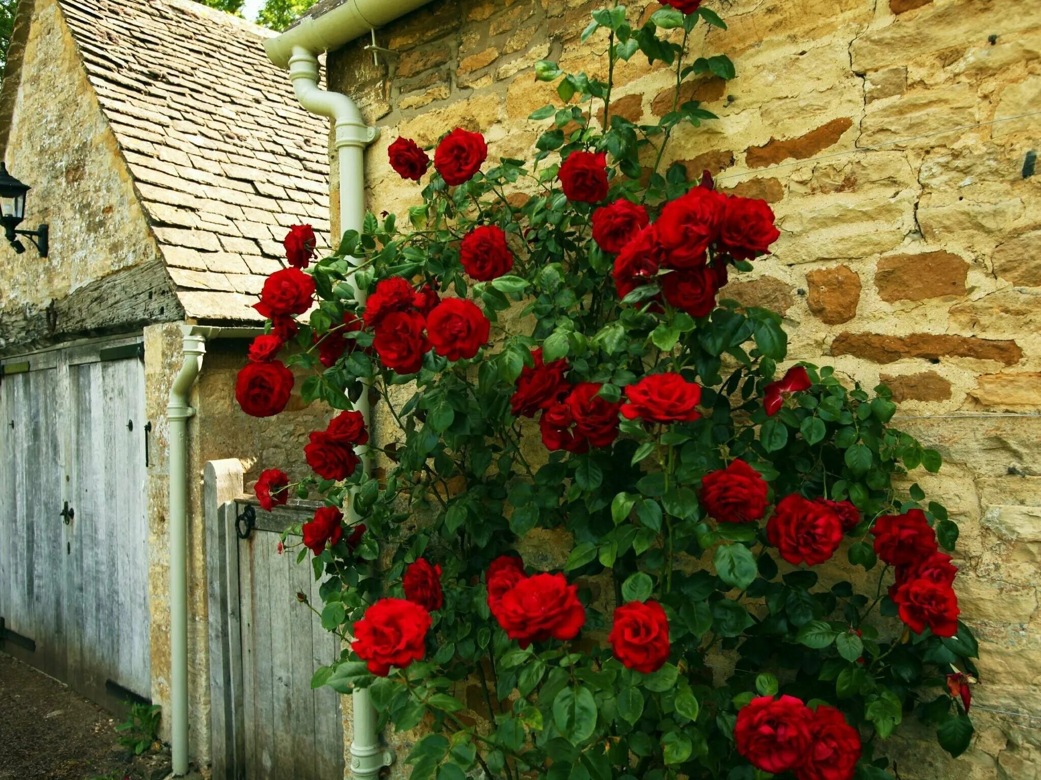 Roses Cottage Window free image download