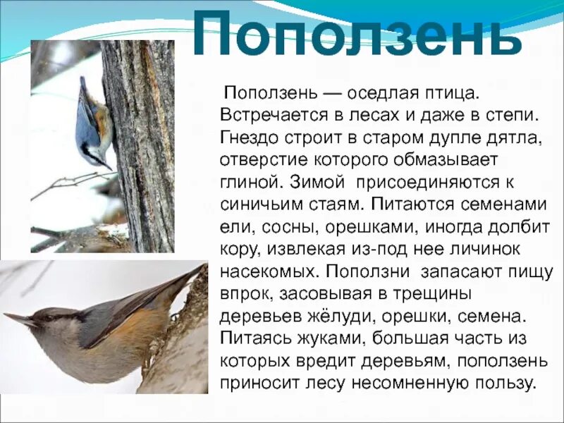 Зимующие птицы - Дошкольное образование