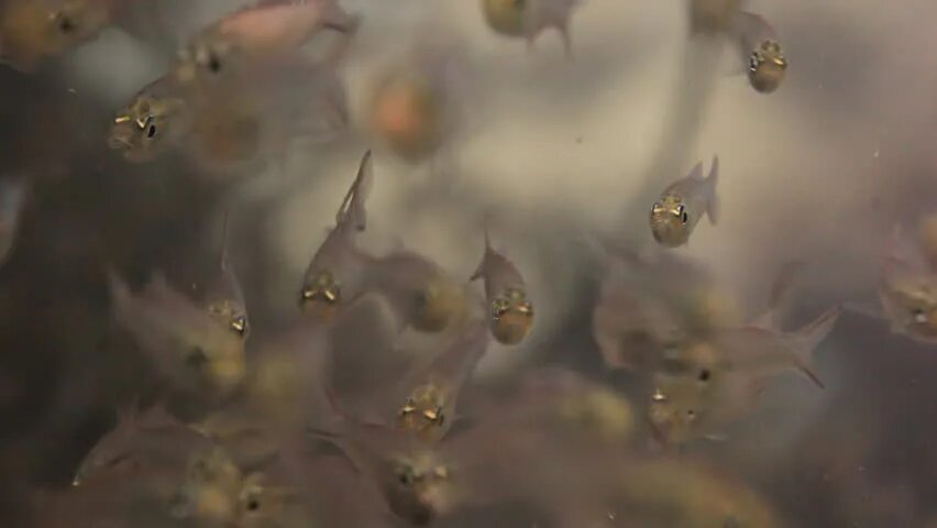 Водоросли мальки рыб окунь. Окунь речной малек. малек окуня в воде. малек окуня стая. мальки рыб.